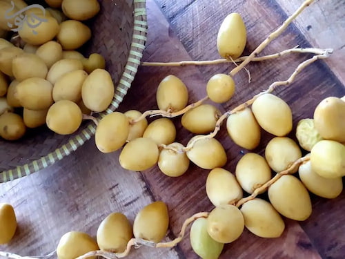 تصویر 1 از خرید و فروش خرمای خریک با شرایط فوق العاده